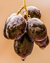 Grapes with Noble Rot