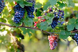 Cabernet Savignon Grapes