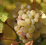 Top Riesling Wine Brands - riesling grapes