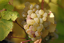 Top Riesling Wine Brands - Riesling Grape