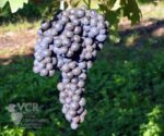 Zinfandel grapes