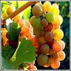 Pinot gris grape